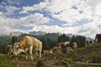 Mucche al pascolo - Madonna di Campiglio Mucche al pascolo - Madonna di Campiglio