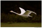 Il cigno volante