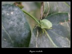 Nezara viridula (o Cimice Puzzolana) Nezara viridula (o Cimice Puzzolana)