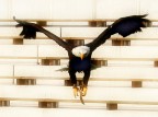 Un'aquila americana alla "Adler Arena"