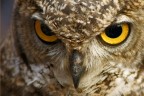 Ritratto di gufo reale Ritratto di gufo reale