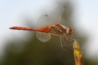 Libellula rossa Libellula rossa