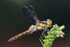 Libellula Libellula