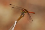 Rafforziamo i risultati dell'uscita di ieri: Nikon d80 con Sigma 150mm apo macro, 1/800 sec. f/8 Iso 400 a mano libera, purtroppo! Commenti e critiche gradite!