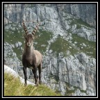 Maschio dominante Maschio dominante