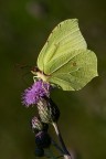 Gonepteryx rammni Gonepteryx rammni