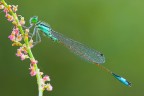 Ischnura elegans all'alba... Ischnura elegans all'alba...