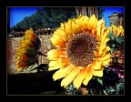 Girasoli Girasoli