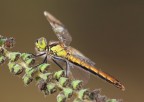 Sympetrum striolatum Sympetrum striolatum