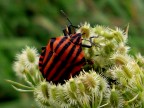 Unusual milanista Unusual milanista