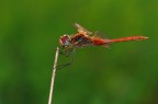 libellula libellula