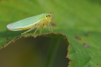cicadella cicadella