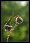 Mantis Mantis