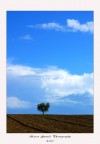 L'albero solitario L'albero solitario