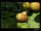 Sicilia 1 Sicilia 1
