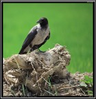 Cornacchia Grigia # 2 Cornacchia Grigia # 2