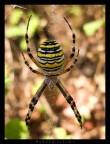 Argiope - Monte Folgorito Argiope - Monte Folgorito
