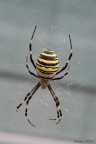 Argiope ( Ragno Vespa ) Argiope ( Ragno Vespa )