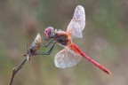 Sympetrum fonscolombii (maschio) Sympetrum fonscolombii (maschio)