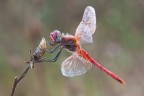 f/11 - 1/2 sec. - ISO 100 - no flash - no crop - sollevamento specchio - cavo di scatto - treppiede

[b][url=http://i246.photobucket.com/albums/gg102/megapixel_2008/Macro/26072009-IMG_3944.jpg]Foto ad alta risoluzione[/url][/b]