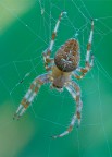 Araneus diadematus Araneus diadematus