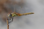 libellula libellula