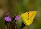 Colias crocea Colias crocea