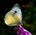 E' sempre lei E' sempre lei