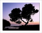Il pino (marittimo)