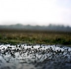 piove piove