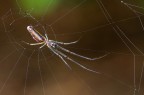 Tetragnatha Tetragnatha