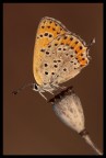 Lycaena thersamon Lycaena thersamon