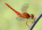 Crocothemis erythraea Crocothemis erythraea