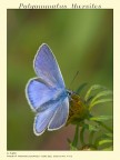 Polyommatus thersites Polyommatus thersites