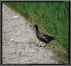 Gallinella d'Acqua # 1 Gallinella d'Acqua # 1