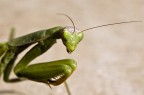 Mantide religiosa Mantide religiosa