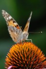 farfallina farfallina