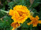 Fiore Fiore