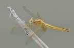 libellula libellula