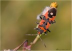 Lygaeus Saxatilis Lygaeus Saxatilis