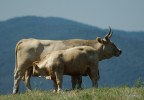 dati di scatto: 1/3000 sec a F/4 ISO 200
Pentax K200d + SMC DA* 300 f/4