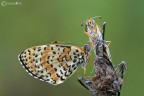 Melitaea didyma in coppia Melitaea didyma in coppia