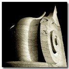 Volute marmoree Volute marmoree