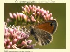 Coenonympha pamphilus Coenonympha pamphilus