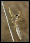 Mantis Mantis