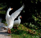 La mia modella La mia modella