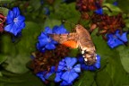 Ogni fine estate vedevo questa farfalla librarsi in volo con la spirotromba protesa a succhiare il nettare dai fiori. Adesso l'ho beccata anche se devo trovare il modo di rendere pi morbida la luce del flash. 
Canon 30D, 70 macro Sigma, flash della fotocamera, 1/250 f13 mano libera.