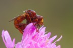 f/16 - 5,0 sec. - ISO 100 - no flash - no crop - sollevamento specchio - cavo di scatto - treppiede

[b][url=http://i246.photobucket.com/albums/gg102/megapixel_2008/Macro/02062009-IMG_3401.jpg]Foto ad alta risoluzione[/url][/b]