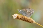 Coenonympha-pamphilus 2 Coenonympha-pamphilus 2