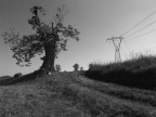 Gli alberi dell'uomo Gli alberi dell'uomo